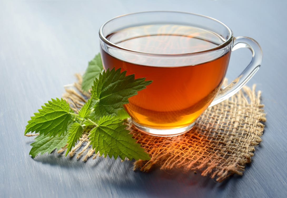 Lush Polyscias fruticosa (Đinh lăng) leaves beside glowing brain, strong legs, and calm senior with endless energy